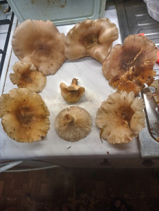 Гриб из москва