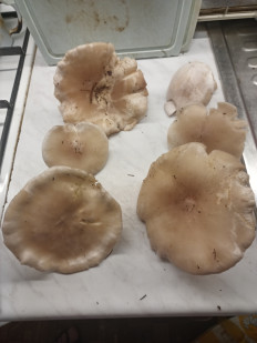 Гриб из москва