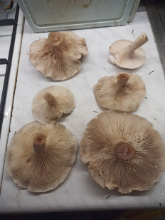 Гриб из москва