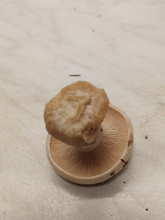 Гриб из москва