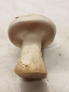 Гриб из москва