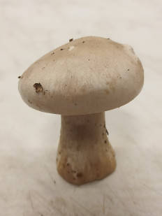 Гриб из москва