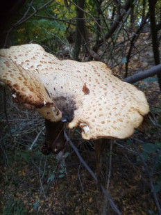 Трутовик чешуйчатый