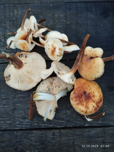 Гриб из Сергиев Посад