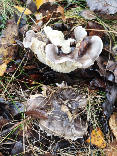 Гриб из Сергиев Посад