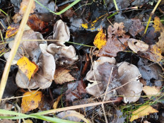 Гриб из Сергиев Посад