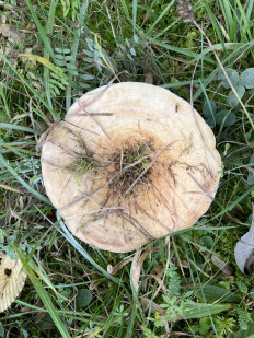 Гриб из Франкфурт