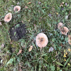 Гриб из Франкфурт