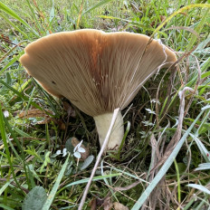 Гриб из Франкфурт