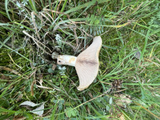 Гриб из Франкфурт