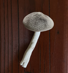 Гриб из Франкфурт