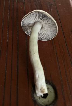 Гриб из Франкфурт