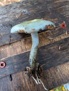 Гриб из Сергиев посад