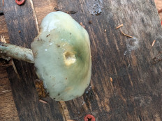 Гриб из Сергиев посад