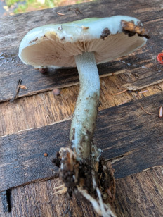 Гриб из Сергиев посад