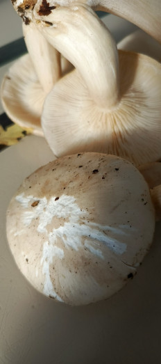 Гриб из Самара