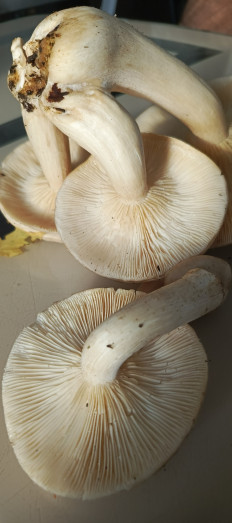 Гриб из Самара