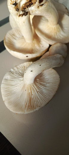 Гриб из Самара