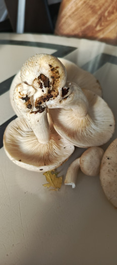 Гриб из Самара