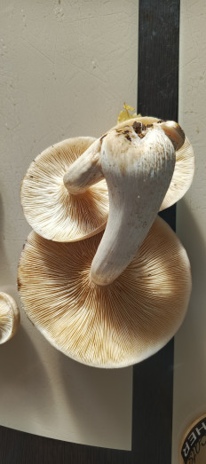 Гриб из Самара