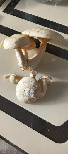 Гриб из Самара