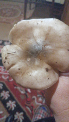 Гриб из Деревня Борщевка