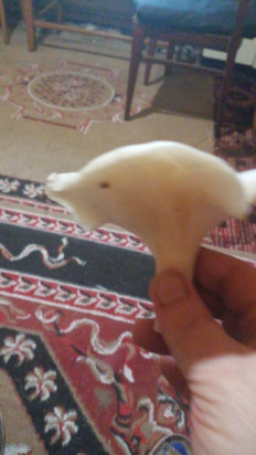 Гриб из Деревня Борщевка