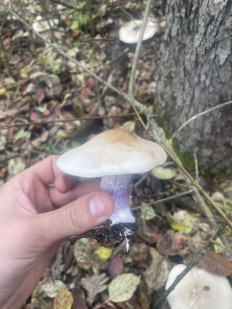 Гриб из Украина