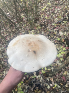 Гриб из Украина