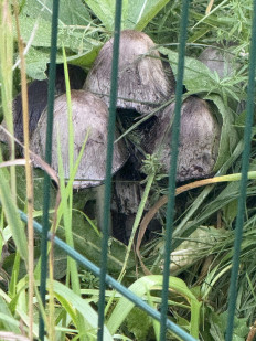 Гриб из Московская область