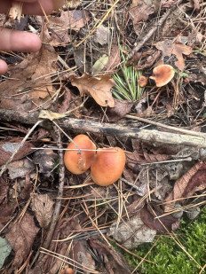 Гриб из Киев