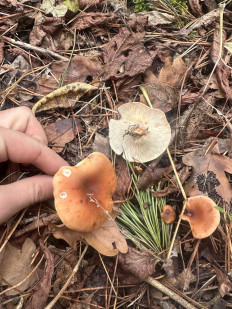 Гриб из Киев