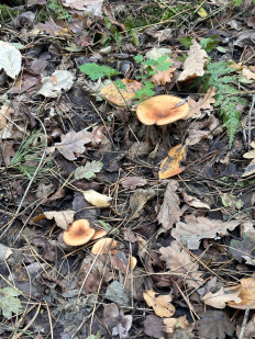 Гриб из Киев