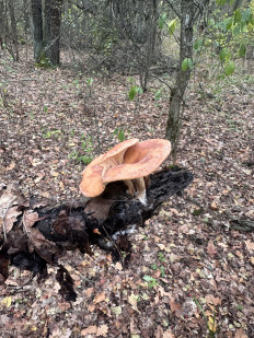 Гриб из Киев