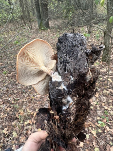 Гриб из Киев