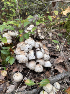 Гриб из Киев