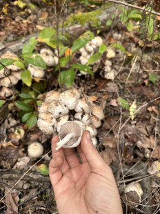 Гриб из Киев