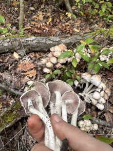 Гриб из Киев