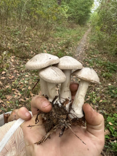 Гриб из Киев