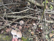 Гриб из Киев