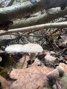 Гриб из Киев