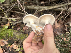 Гриб из Киев