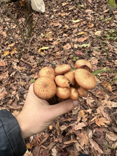 Гриб из Киев