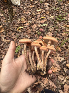 Гриб из Киев