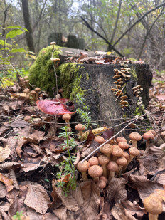 Гриб из Киев