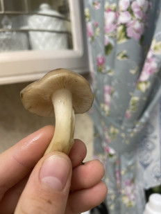 Гриб из Новомихайловский