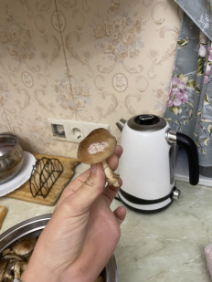 Гриб из Новомихайловский