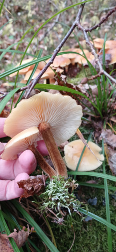 Гриб из Ижевск