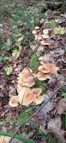 Гриб из Ижевск