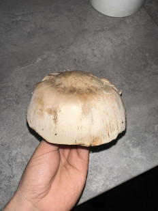 Гриб из Киев